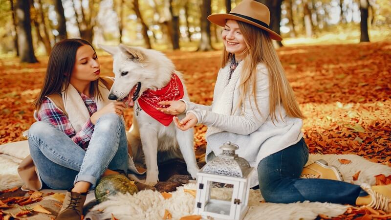 Pet-Friendly Travel