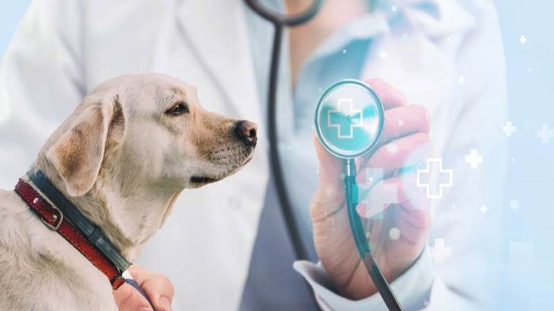 Advancing Animal Care: How Modern Tools Are Transforming Veterinary Diagnosis