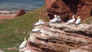 Palm Beach Wildlife Services