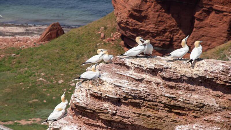 Palm Beach Wildlife Services